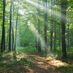Forest Energy Experience